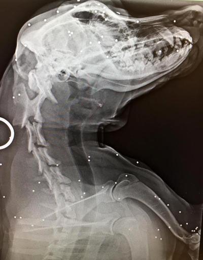 Tüfekle vurulan köpeğin röntgen filmi şoke etti
