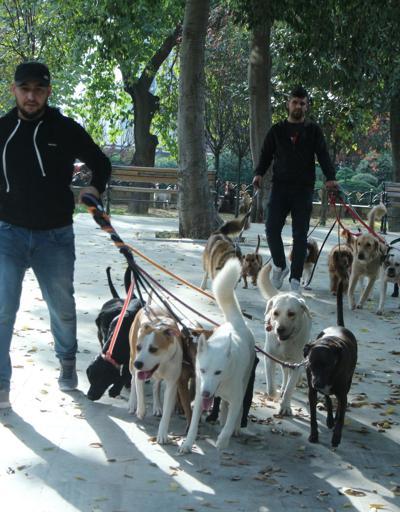 Köpekleri gezdiriyor, ayda 5-6 bin lira kazanıyorlar...
