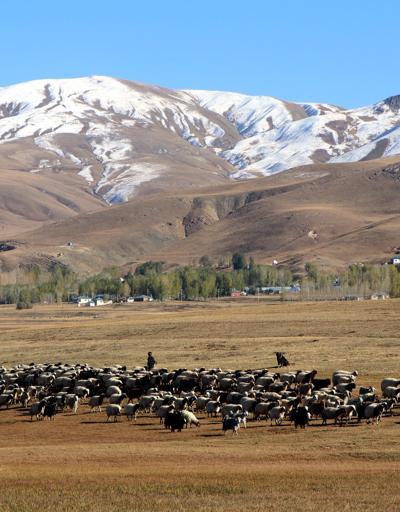 Vanda yarı fiyatına Afgan çoban istihdamı
