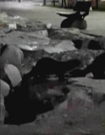 Yenikapı ve Zeytinburnu sahillerinde su samuru görüntülendi