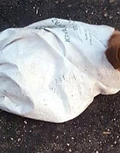 İnsanlık dışı olay Hamile köpeği çuvala koyup yola attılar