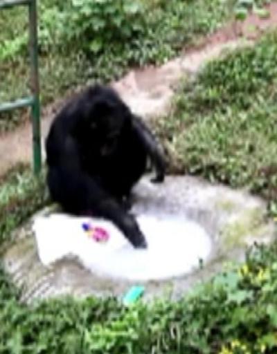 T-shırt yıkayan şempanze görenleri şaşkına çevirdi