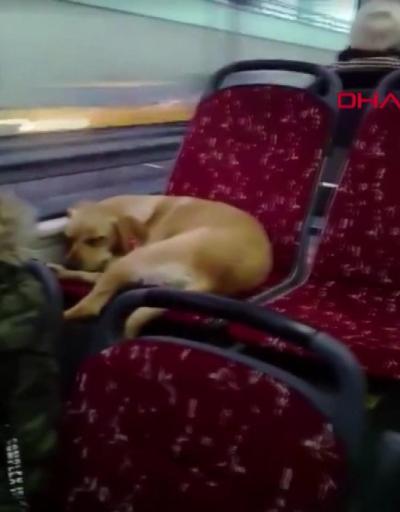 Şoförün otobüse aldığı köpek koltukta uyuyakaldı