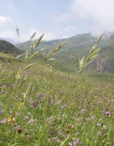 Azerbaycanın sonsuzluk köyü: İşte uzun ömürlerinin sırrı