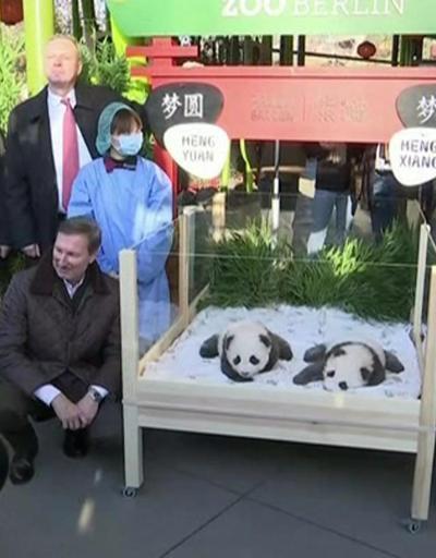 Almanyanın ikiz pandaları 100 günlük oldu