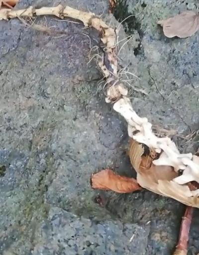 Trabzondaki gizemli iskeletin hangi hayvana ait olduğu belli oldu