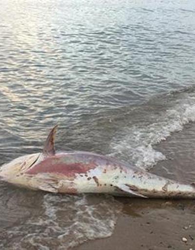 Yalovada yaklaşık 2 metrelik ölü orkinos sahile vurdu