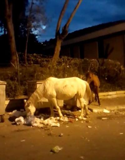 Büyükadada atların çöpte yemek ararken çekilen görüntüleri içleri sızlattı