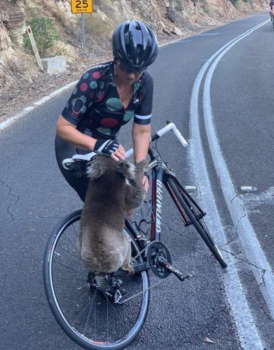 Koalanın yardımına bisikletçiler yetişti