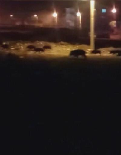 Aç kalan domuzlar şehre indi