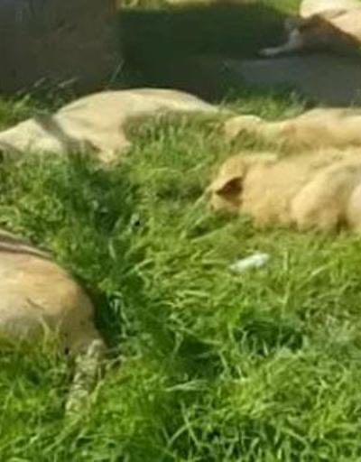 İnsanlık dışı olay Büyü için aslanları katlettiler