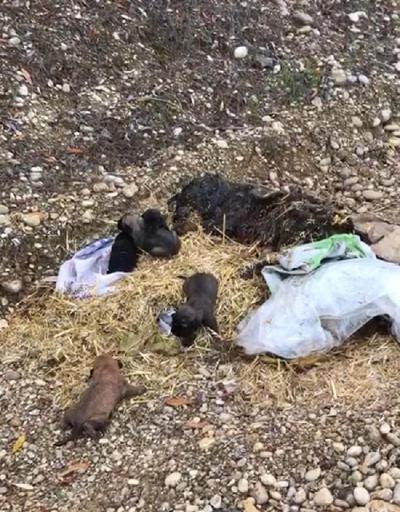 5 yavru köpek, ölü annelerinin başucunda çuval içinde bulundu