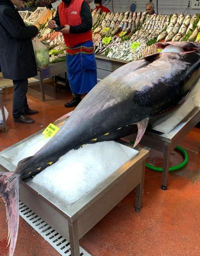 325 kiloluk balık görenleri hayrete düşürdü