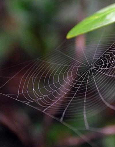 Avustralyada zehirli örümcek uyarısı