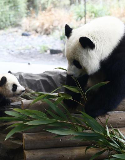 İkiz pandalar basının karşısına çıktı