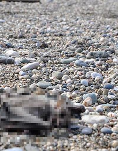 Gazipaşada sahilde 2 yarasa ölüsü bulundu