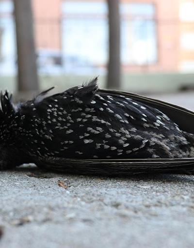 Keşanda çok sayıda kuş donarak öldü