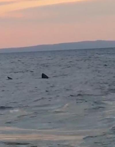Sarosta 7 metrelik köpekbalığı cep telefonu kamerasında