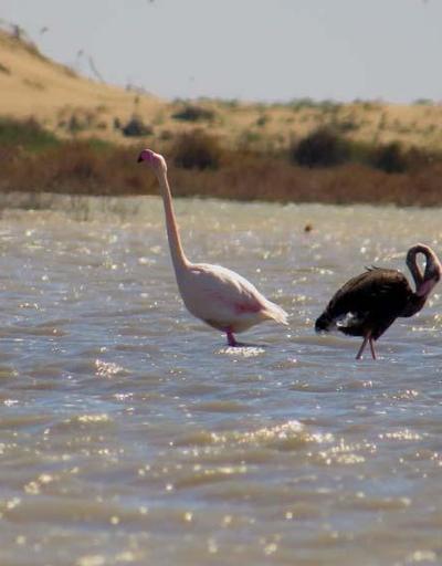 Siyah flamingo, Türkiyede 3 yıl sonra görüldü