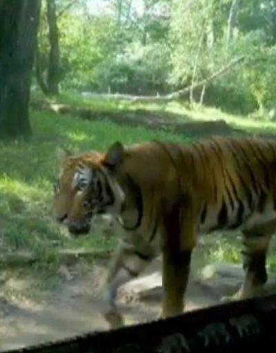 Hayvanat bahçesindeki kaplanın testi pozitif çıktı