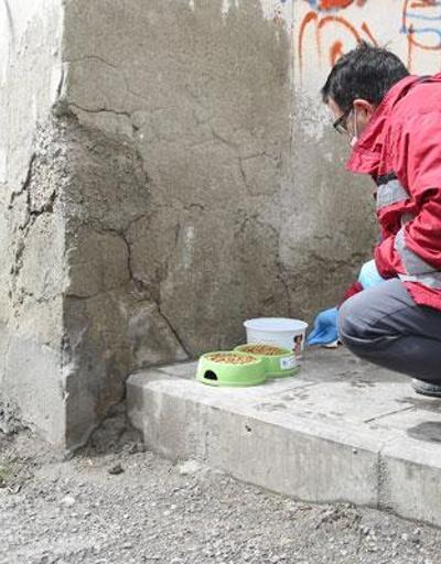 Bayburt’ta sokak hayvanları için mama, yiyecek ve su bırakıldı
