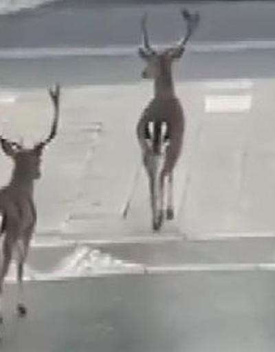 Fransa’da caddelerde halk yerine geyikler gezdi