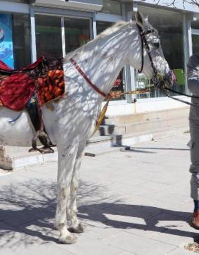Cirit sporcusu, toplu taşıma yerine atını kullanıyor