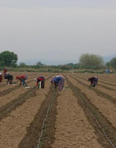 Mevsimlik tarım işçileri, korona tedbirleriyle tarlada