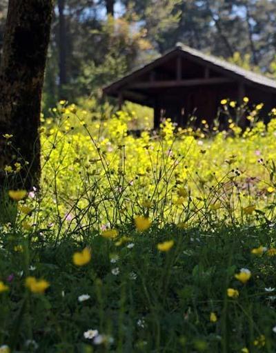 Sarıgazel Tabiat Parkı, sarıya büründü