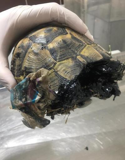 Zifte yapışan kaplumbağa kurtarıldı