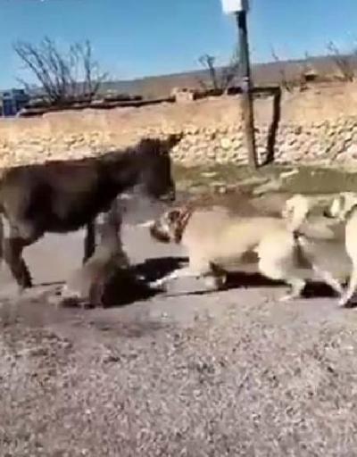 Çoban köpeklerini sıpaya saldırtan genç serbest kaldı