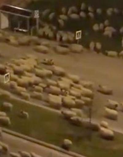Samsunda koyun sürüsü, caddeyi kapattı