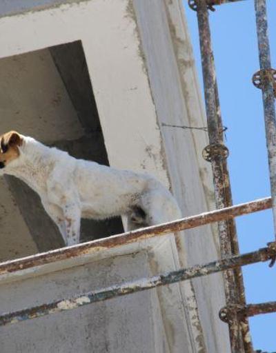 Köpek inşaat halindeki binanın 6. katında mahsur kaldı