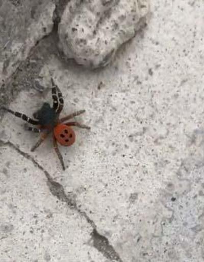 Ankarada örümcek paniği