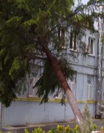 Yıldırım isabet eden ağaç binaya devrildi