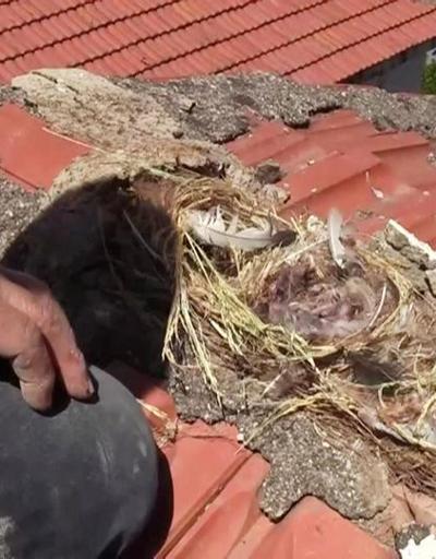 Son dakika: Çatıda yavruları gören usta tamiratı erteledi | Video