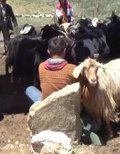 Hayvan ithalatına kısıtlama | Video