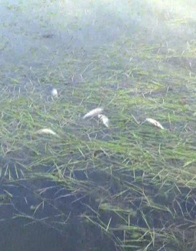 Balık ölümleri, bölge halkını endişelendirdi | Video