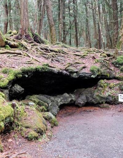 Japonya’daki intihar ormanında bir intihar vakası daha