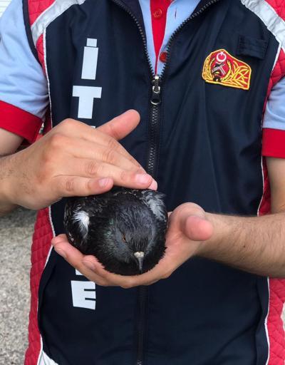 Balkondaki ağa takılan güvercini, itfaiye kurtardı