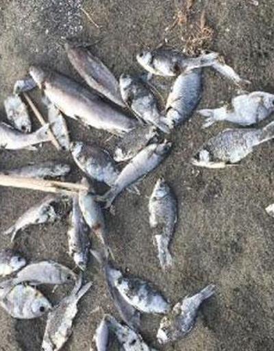 Hatayda korkutan görüntü Balıklar sahile vurdu
