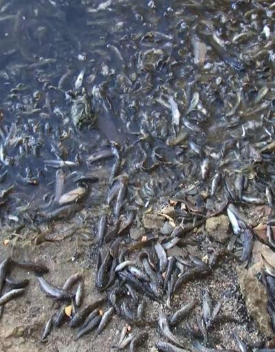 Küçükçekmece Gölünde binlerce balık kıyıya vurdu