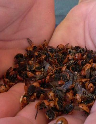 Binlerce uğur böceği sahili istila etti | Video