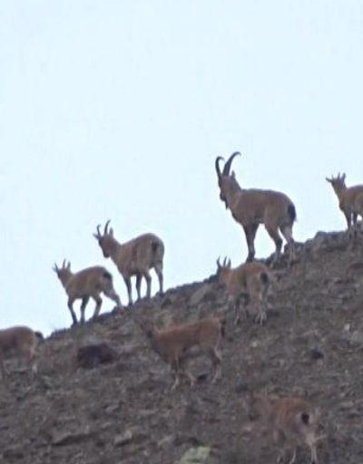 Milli Parklardan dağ keçilerinin avlanması ile ilgili yeni açıklama | Video