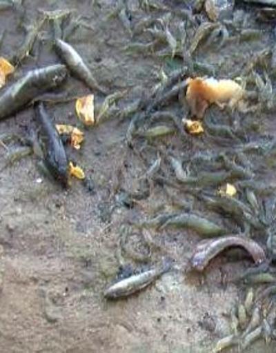 Son Dakika Haberleri: Gölde binlerce balık öldü | Video