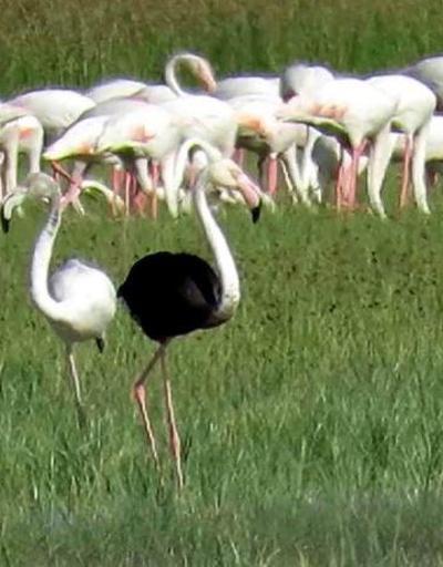 Sultan Sazlığı Milli Parkında siyah flamingo görüldü