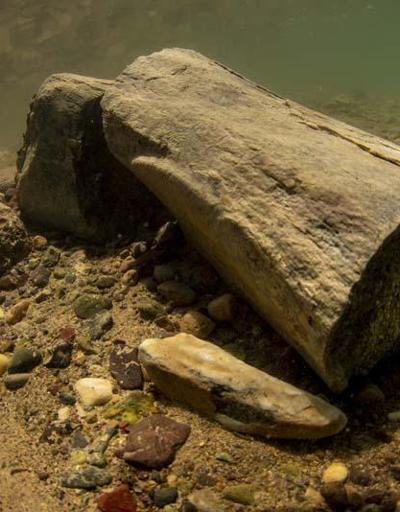 Yamula Barajında 7,5 milyon yıllık kara canlısı fosili bulundu