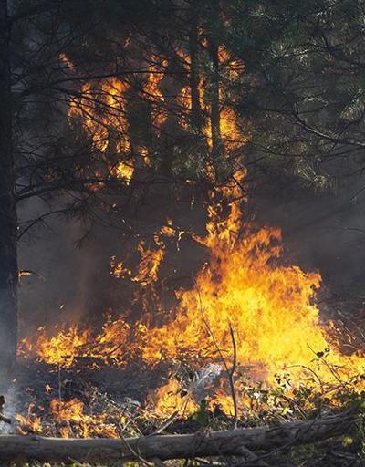 Son dakika... İzmir ve Edirnede orman yangınları | Video