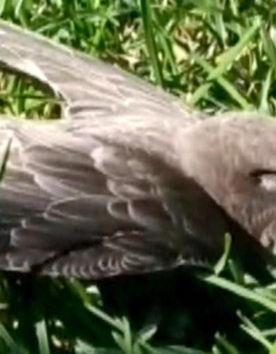 Son Dakika: Ebabil kuşu için seferber oldular | Video