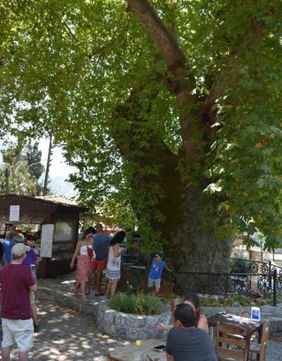 Son dakika... Tarihi çınar ağacı, 650 nüfuslu mahallenin ekonomisine katkı sağlıyor